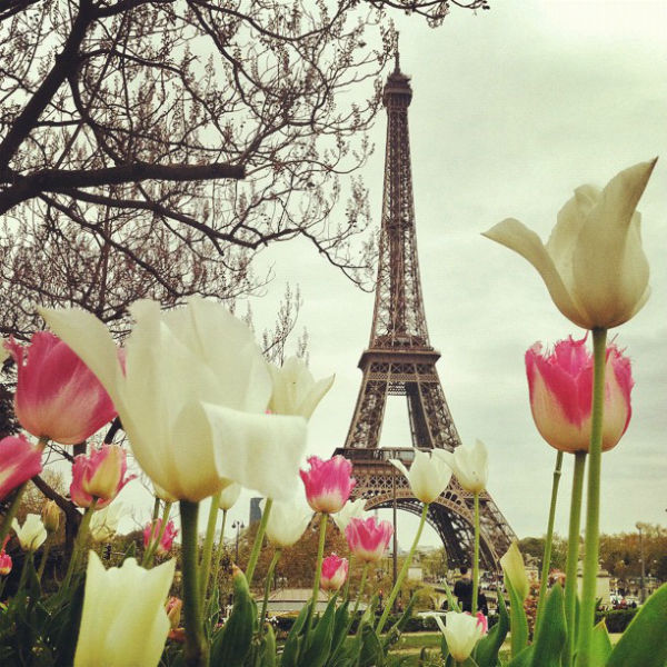 paris-tulipes