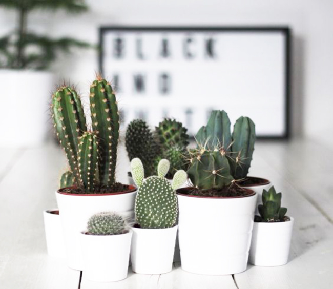 plantas-decor-cactos-suculentas-Luciana-Caram-dicas-002