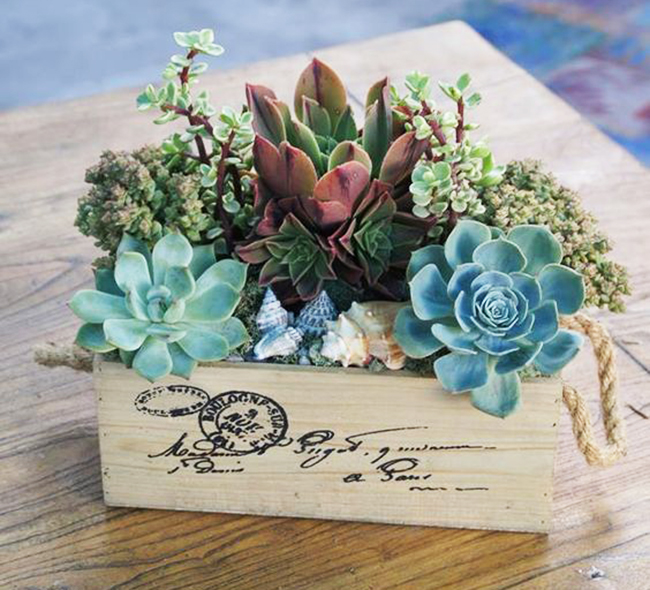 plantas-decor-cactos-suculentas-Luciana-Caram-dicas-01